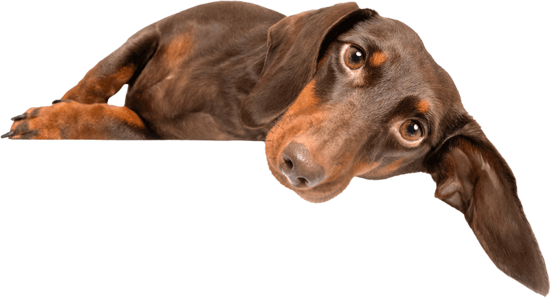 hund