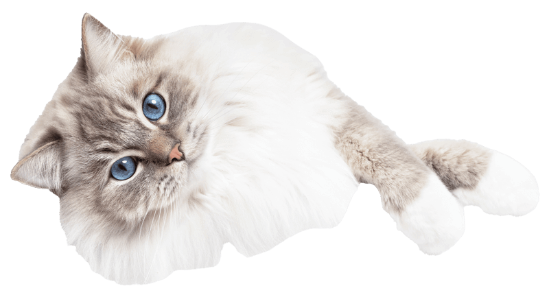 katze